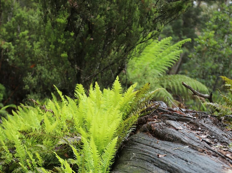 Trust Works 9: Vivobarefoot and the Practice of Regenerative Business